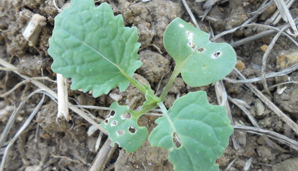 Classic symptoms of cabbage stem flea beetle feeding on a young winter oilseed rape plant